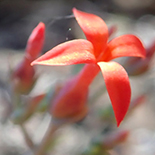 Kalanchoe waterbergensis